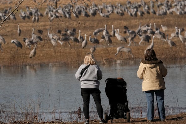 People watch sandhill cranes at the Wheeler National Wildlife Refuge, Monday, Jan. 13, 2025, in Decatur, Ala. (AP Photo/George Walker IV)