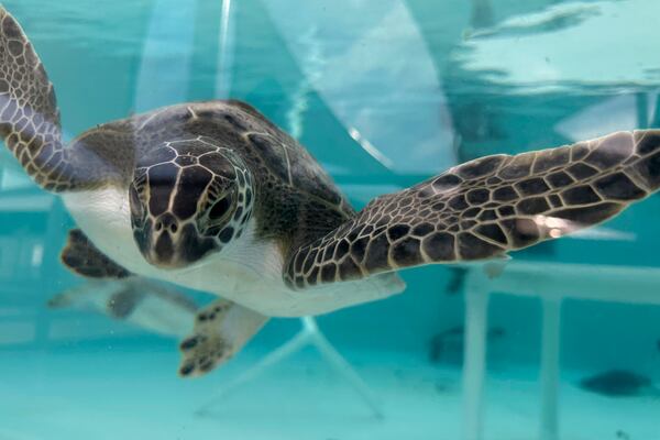 A green sea turtle being treated for cold stunning is seen swimming in a tank at Loggerhead Marinelife Center in Juno Beach, Fla., on Wednesday, Jan. 29, 2025. (AP Photo/Cody Jackson)